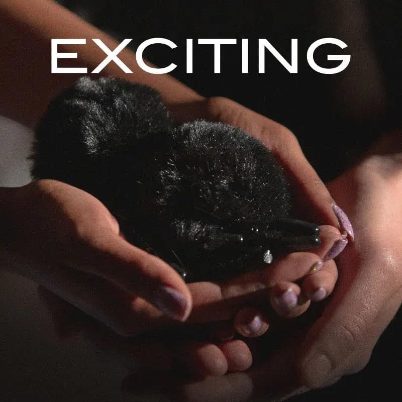 Noir Pom Adjustable Nipple Clamps - Black Furry Nipple Clamps Blush Novelties Discreet Intimate Essentials.